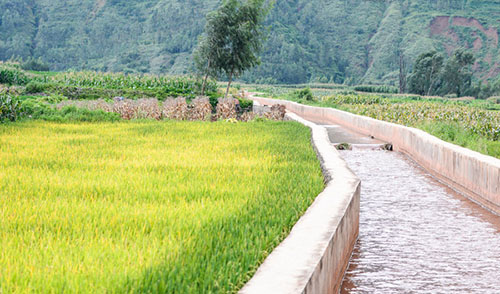 水稻田间管理技术之水的管理-图片版权归惠农网所有