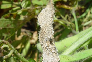 大豆主要病害及防治-图片版权归惠农网所有