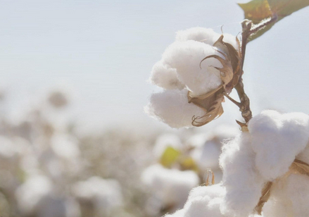 棉花种植的田间管理技术-图片版权归惠农网所有
