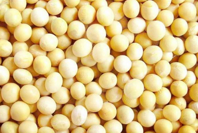 麦茬夏大豆栽培技术-图片版权归惠农网所有