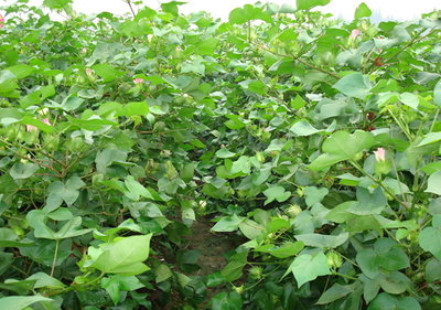 棉花种植的田间管理技术-图片版权归惠农网所有