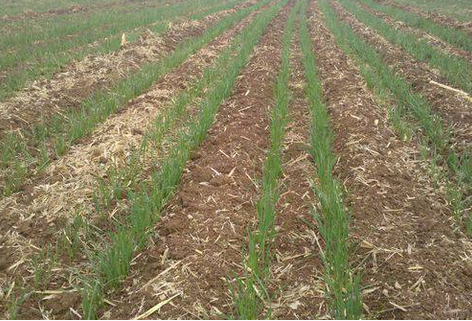 如何防止小麦出苗不齐-图片版权归惠农网所有