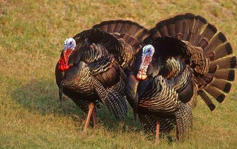 火鸡的饲养节点和技巧-图片版权归惠农网所有