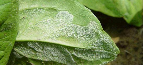 西葫芦常见病害的特征与防治技术-图片版权归惠农网所有