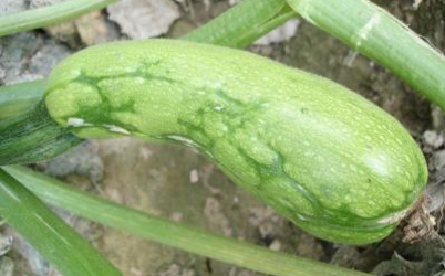 西葫芦常见病害的特征与防治技术-图片版权归惠农网所有