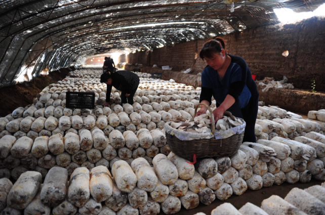 平菇栽培技术-图片版权归惠农网所有