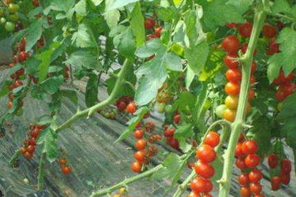 这是一张番茄青枯病的诊断和防治技术的配图