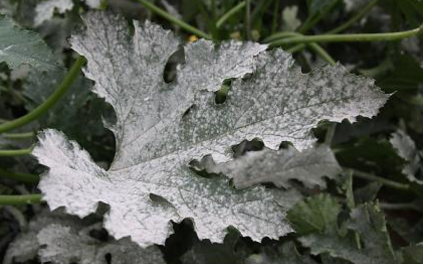 西葫芦常见病害的特征与防治技术-图片版权归惠农网所有