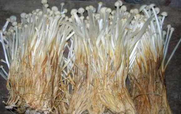 金针菇袋栽技术-图片版权归惠农网所有