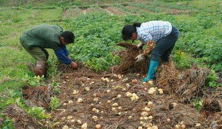 稻茬马铃薯稻草覆盖免耕栽培技术-图片版权归惠农网所有