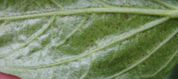 茶黄螨在辣椒上的发生与防治-图片版权归惠农网所有