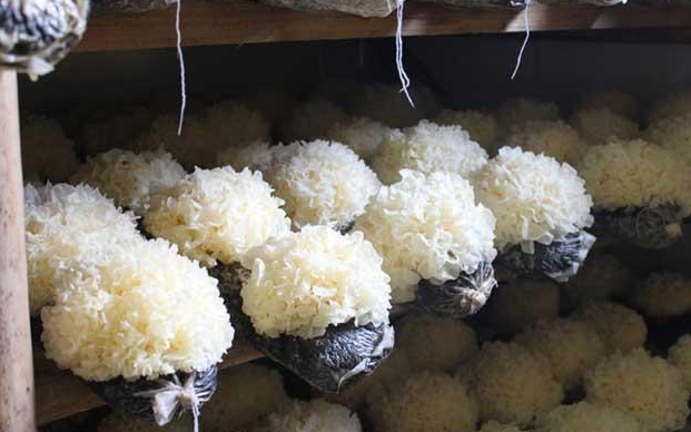 高效益银耳种植技术-图片版权归惠农网所有