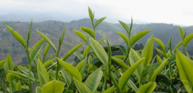 退耕地林下種茶技術-圖片版權歸惠農網所有