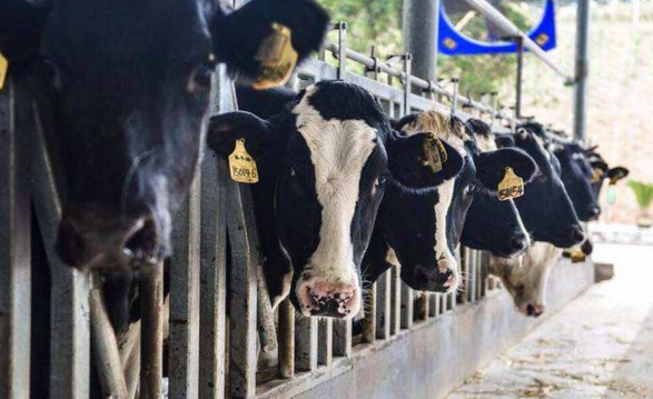 牛场的卫生处理-图片版权归惠农网所有