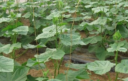 黄瓜栽培技术 甜瓜种植技术与管理方法