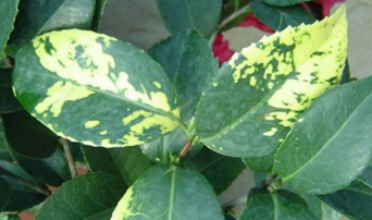 观叶植物的病虫害防治-图片版权归惠农网所有