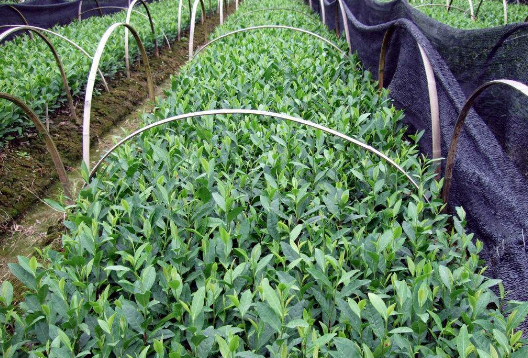 退耕地林下種茶技術-圖片版權歸惠農網所有