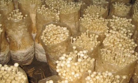 金针菇袋栽技术-图片版权归惠农网所有
