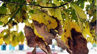 樟树黄化病的防治-图片版权归惠农网所有