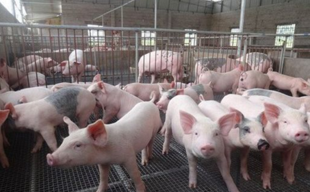 豬的標(biāo)準(zhǔn)化養(yǎng)殖-圖片版權(quán)歸惠農(nóng)網(wǎng)所有