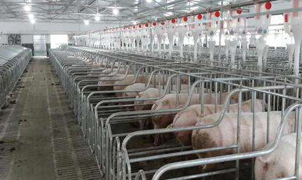 豬的標(biāo)準(zhǔn)化養(yǎng)殖-圖片版權(quán)歸惠農(nóng)網(wǎng)所有
