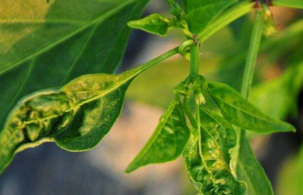 茶黄螨在辣椒上的发生与防治-图片版权归惠农网所有