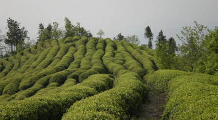 退耕地林下種茶技術-圖片版權歸惠農網所有