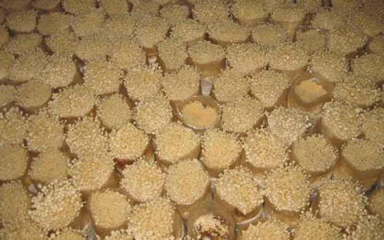 金针菇袋栽技术-图片版权归惠农网所有