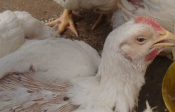 冬季禽场的疫病防控-图片版权归惠农网所有