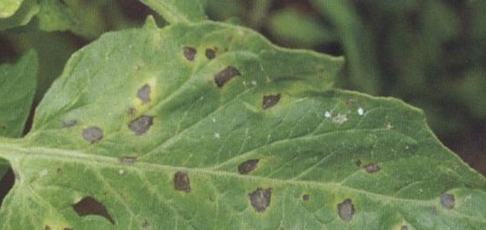 警惕番茄细菌性斑点病大面积发生-图片版权归惠农网所有