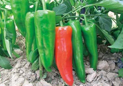 高海拔地区早熟辣椒栽培技术-图片版权归惠农网所有