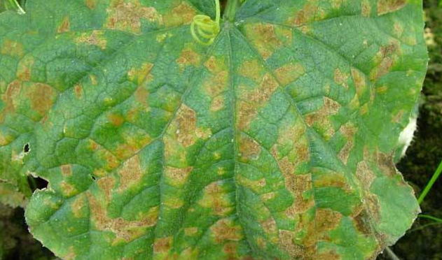 溫室黃瓜圓葉枯病的綜合防治-圖片版權(quán)歸惠農(nóng)網(wǎng)所有