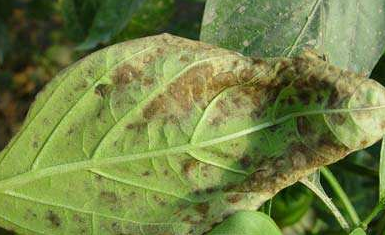 辣椒露地栽培及病虫害防治-图片版权归惠农网所有