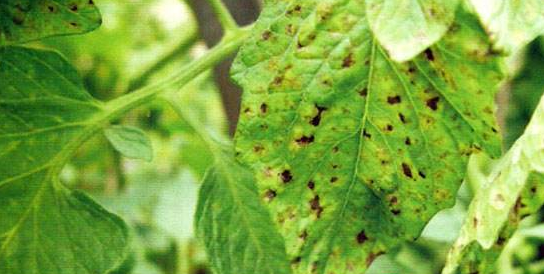 警惕番茄细菌性斑点病大面积发生-图片版权归惠农网所有