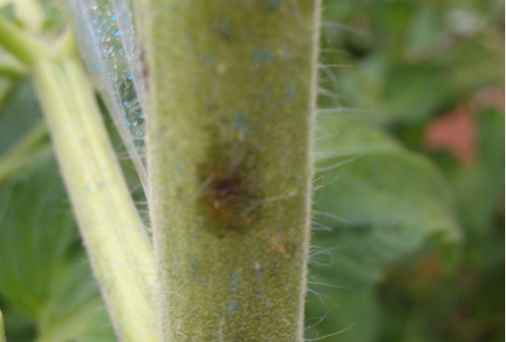 警惕番茄细菌性斑点病大面积发生-图片版权归惠农网所有