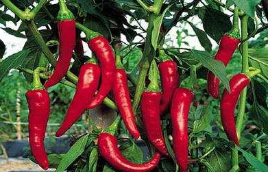 高海拔地区早熟辣椒栽培技术-图片版权归惠农网所有