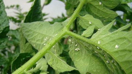 日光温室黄瓜害虫的化学防治-图片版权归惠农网所有