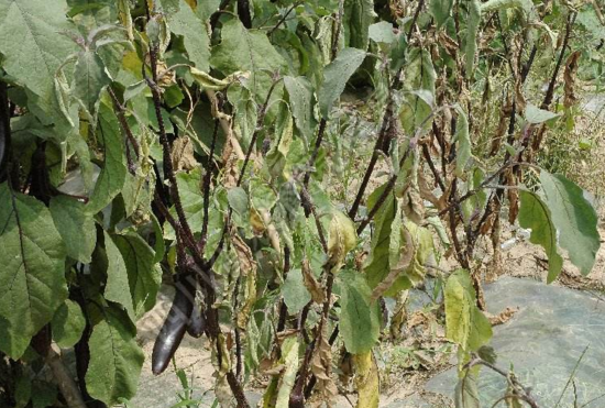 大棚茄子黃萎病的防治-圖片版權(quán)歸惠農(nóng)網(wǎng)所有