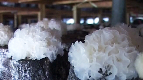 高效益银耳种植技术-图片版权归惠农网所有