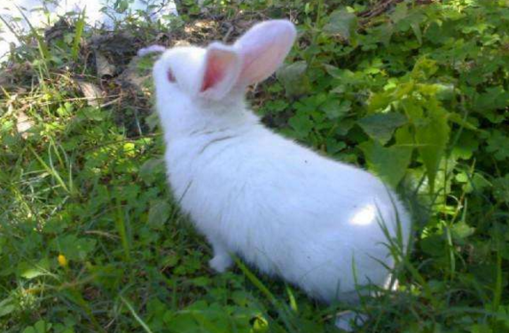 也可以)母兔的后代并给一只母兔哺乳,一般将这些子兔放在一个产子箱内