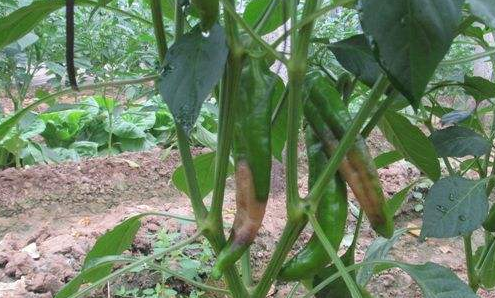 辣椒露地栽培及病虫害防治-图片版权归惠农网所有