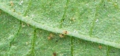 日光温室黄瓜害虫的化学防治-图片版权归惠农网所有