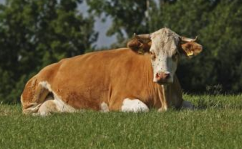 抓好奶牛春季的饲养管理适当运动-图片版权归惠农网所有