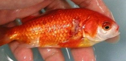 金鱼冬春常见疾病的防治-图片版权归惠农网所有