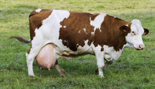 抓好奶牛春季的饲养管理适当运动