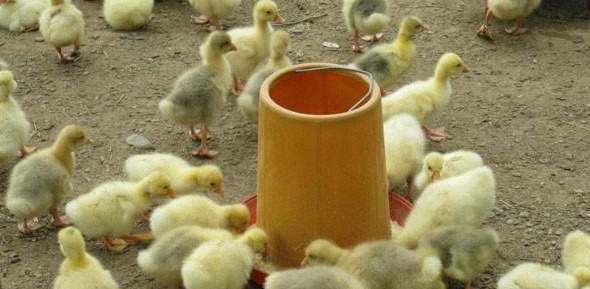 初春怎样饲养雏鹅-图片版权归惠农网所有