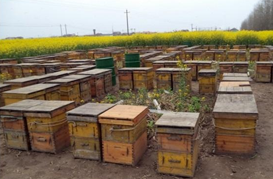 春季预防蜂病发生的综合措施-图片版权归惠农网所有
