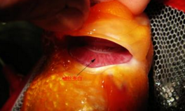 金鱼冬春常见疾病的防治-图片版权归惠农网所有