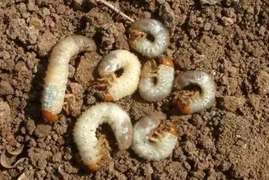 马铃薯蛴螬的几种防治措施-图片版权归惠农网所有