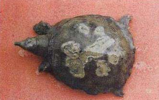 鳖的病害防治-图片版权归惠农网所有